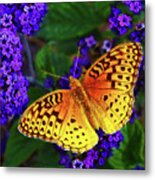 Boothbay Butterfly Metal Print