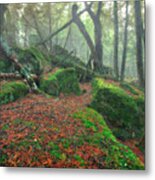 Boreal Forest Metal Print