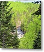 Boreal Forest Portrait Metal Print