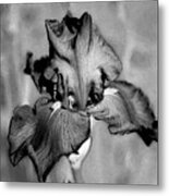 Botanical Beauty In Black And White Metal Print