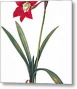 Botany: Lily Metal Print