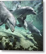 Four Bottlenose Dolphins Hawaii Metal Print