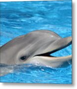 Bottlenose Dolphin With Mouth Open Metal Print