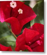 Bougainvillea Metal Print