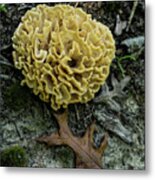 Brain Or Cauliflower Fungus Metal Print
