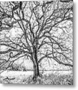 Branches Of Life Metal Print