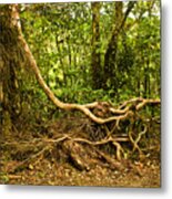 Branching Out In Costa Rica Metal Print