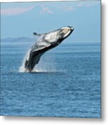 Breaching Humpback Whales Happy-3 Metal Print