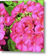 Bright Pink Geraniums Metal Print