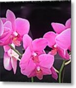 Bright Pink Orchids Metal Print