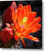 Bright Tangerine Cactus Flower Metal Print
