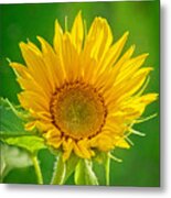 Bright Yellow Sunflower Metal Print