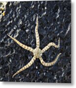 Brittle Star Fish Metal Print