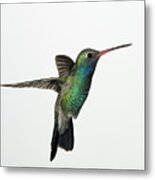 Broadbill Hummingbird In Flight Metal Print