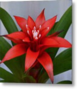 Bromeliad Metal Print