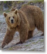 Brown Bear 3 Metal Print