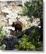 Brown Bear Metal Print