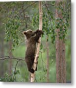 Brown Bear Ursus Arctos Cub Climbing Metal Print