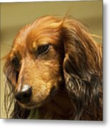 Brown Dachshund, Portrait Metal Print