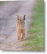 Brown Hare Approaching Down Track Metal Print