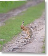 Brown Hare Cleaning Metal Print