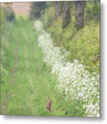 Brown Hare On Wild Flower Track Metal Print