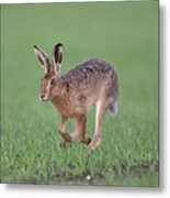 Brown Hare Running Metal Print