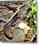 Brown Head Salamander Metal Print