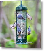 Brown-headed Nuthatch 2016 11 Metal Print