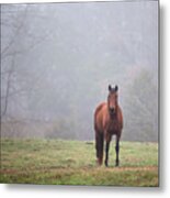 Brown Horse In Virginia Fog Metal Print