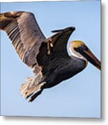 Brown Pelican In Flight - Pelecanus Occidentalis Metal Print
