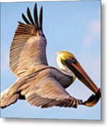 Brown Pelican In Flight - Two Metal Print