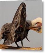 Brown Pelican With An Acrobatic Lean And Preen Metal Print