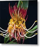 Brownea Macrophylla Tropical Flower Metal Print