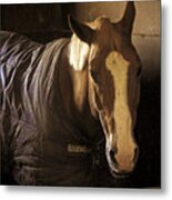 Brownie Metal Print