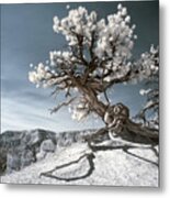 Bryce Canyon Infrared Tree Metal Print