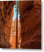 Bryce Canyon Tree Metal Print