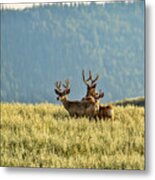 Buck Mule Deer In Velvet Metal Print