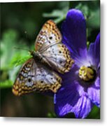 White Peacock Butterfly On Purple Flower Metal Print