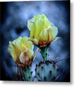 Budding Prickly Pear Cactus Metal Print