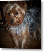 Buddy Metal Print