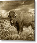 Buffalo Bison At Yellowstone In Sepia Metal Print