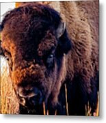 Buffalo Face Metal Print