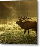 Bugling Elk In November Sunrise Metal Print