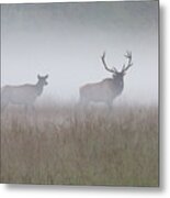 Bull And Cow Elk In Fog - September 30 2016 Metal Print