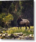 Bull Elk Checking For Competition Metal Print