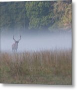 Bull Elk Disappearing In Fog - September 30 2016 Metal Print