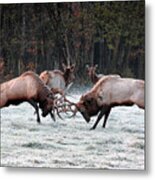 Bull Elk Fighting In Boxley Valley Metal Print