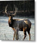 Bull Elk In Frosty Field Metal Print