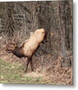 Bull Elk Jumping Fence Metal Print